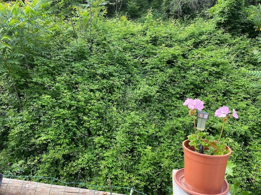 Villa Serenice - F2 Au Calme, Climatise, Wifi Et Parking Gratuit Εξωτερικό φωτογραφία